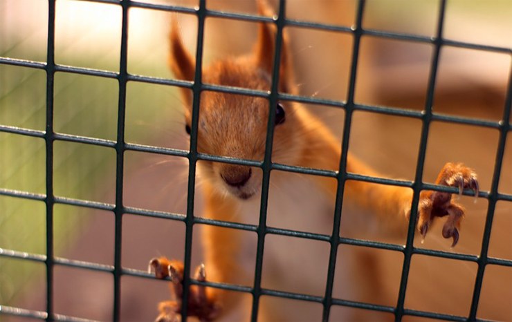 Eichhörnchen hinter Gitter