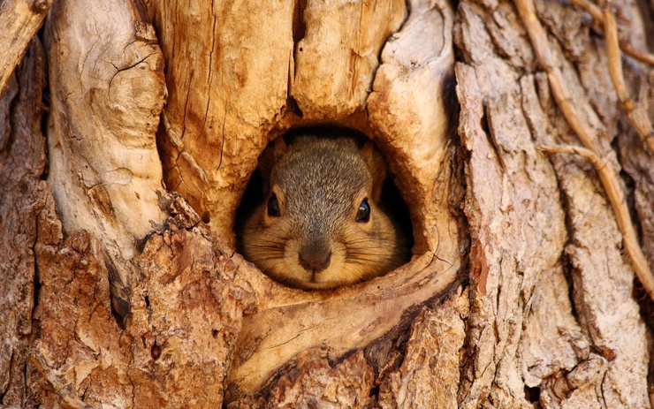 Eichhörnchen in der Baumhöhle