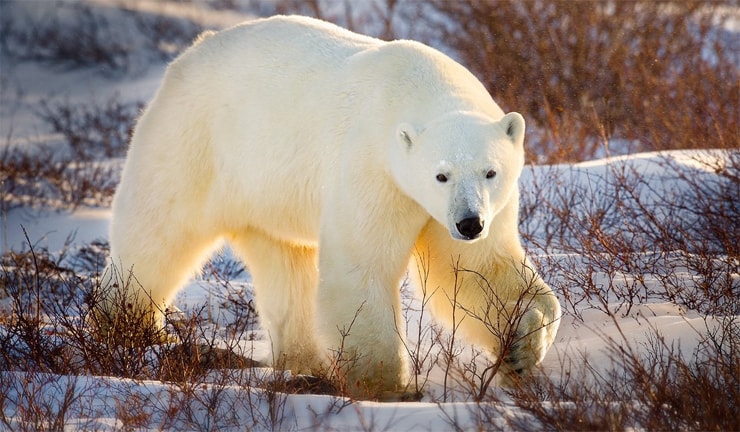 Kanadas gefährlichste Wildtiere: Eisbär