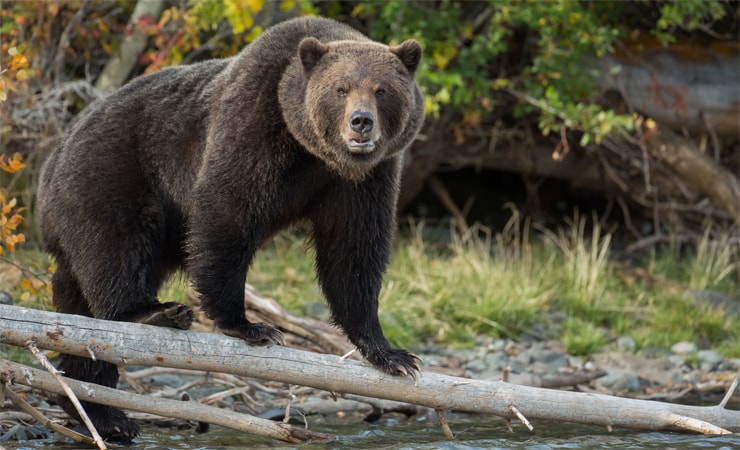 Kanadas gefährlichste Wildtiere: Grizzlybär