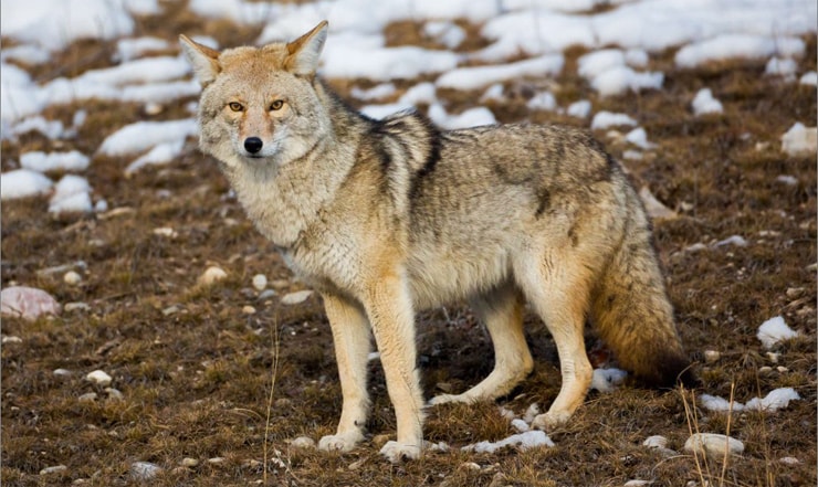 Kanadas gefährlichste Wildtiere: Kojote