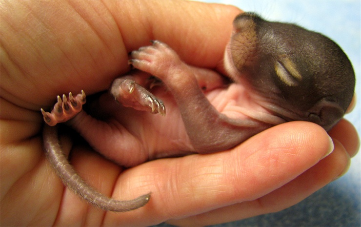 Neugeborenes Eichhörnchen