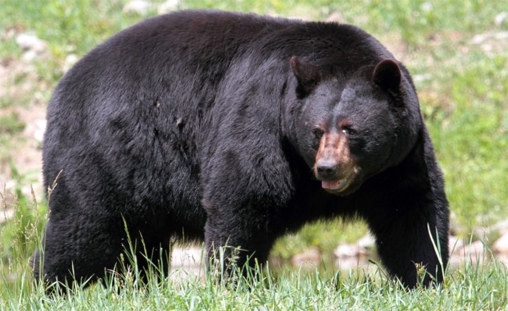Kanadas gefährlichste Wildtiere: Schwarzbär