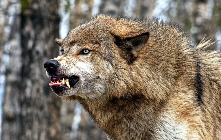 Kanadas gefährlichste Wildtiere: Wolf