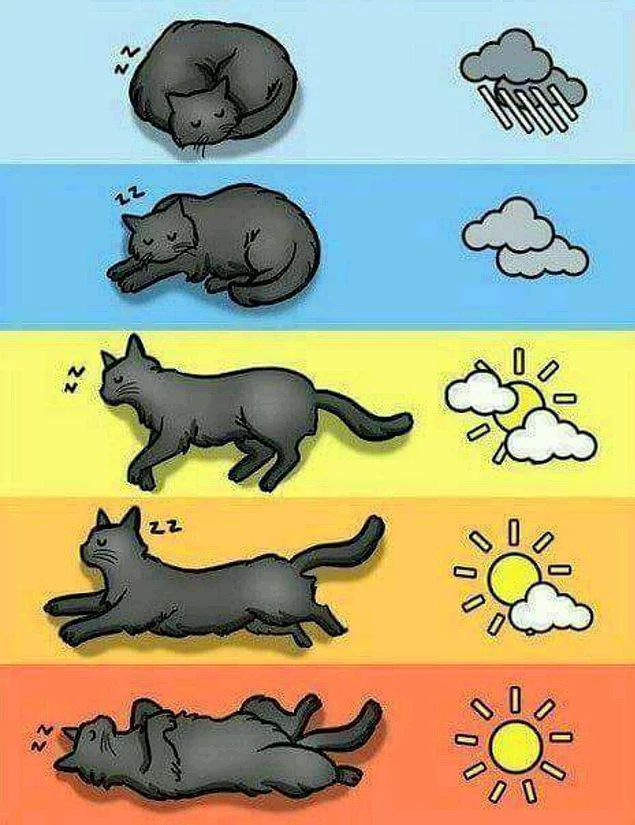 Wetter durch die Katze bestimmt