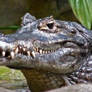 Top 10 wenig bekannten Krokodilarten