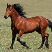 Die 10 schönsten Pferderassen
