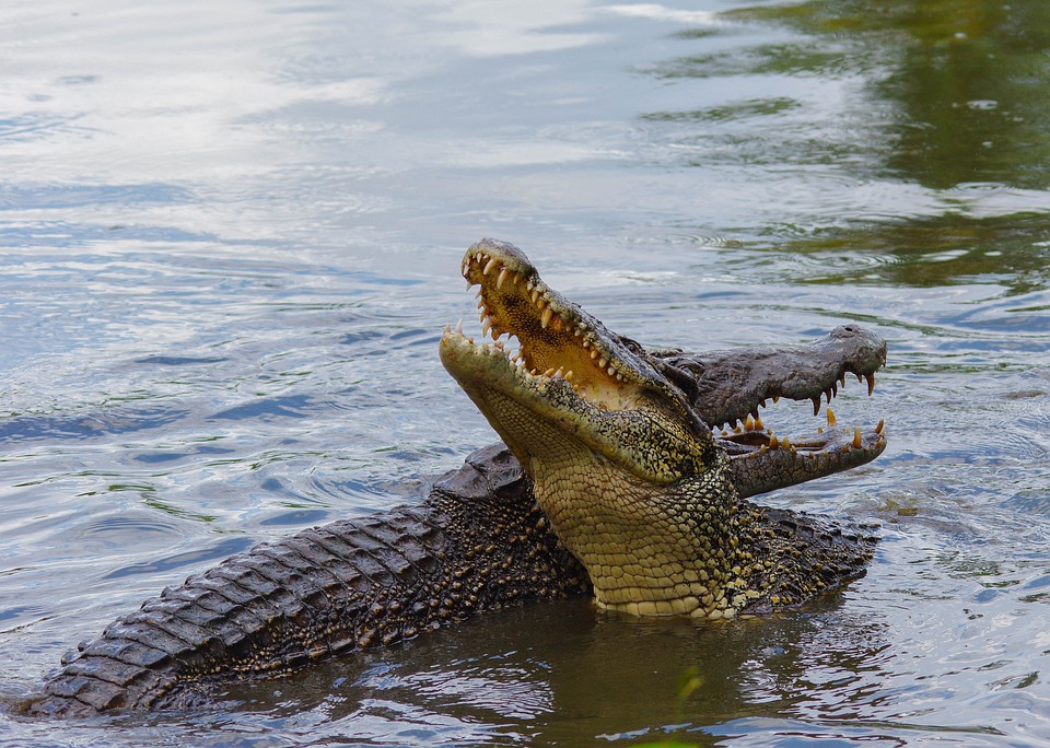 Kubanisches Krokodil